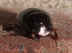 Pseudocanthon perplexus