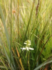 Spiranthes diluvialis