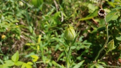 Silene latifolia alba