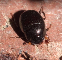 Pseudocanthon perplexus