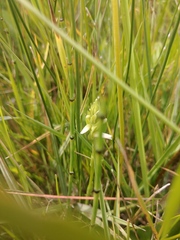 Spiranthes diluvialis