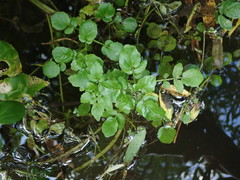 Nasturtium officinale