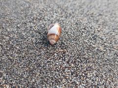 Mitridae