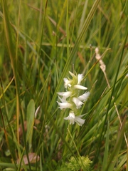 Spiranthes diluvialis