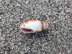 Mitridae
