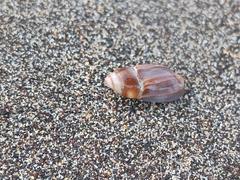 Mitridae