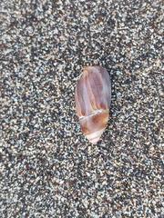 Mitridae