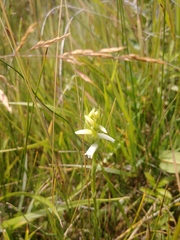 Spiranthes diluvialis