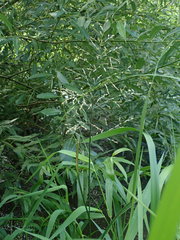 Glyceria maxima