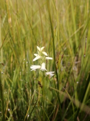 Spiranthes diluvialis