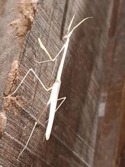 Hypsicorypha gracilis