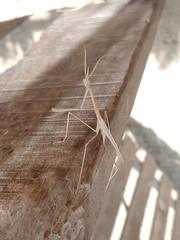 Hypsicorypha gracilis