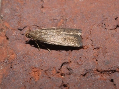 Glyphidocera juniperella