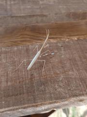 Hypsicorypha gracilis