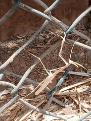 Hypsicorypha gracilis