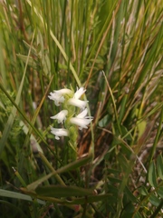 Spiranthes diluvialis