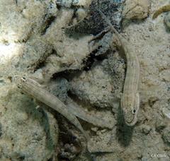 Valenciennea muralis