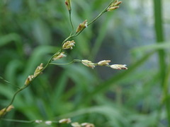 Glyceria maxima