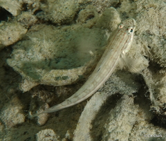 Valenciennea muralis