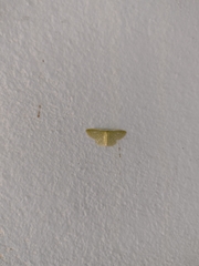 Nemoria lixaria