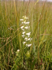 Spiranthes diluvialis