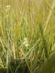 Spiranthes diluvialis