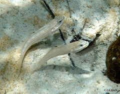 Valenciennea muralis