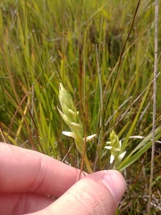 Spiranthes diluvialis