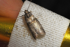 Acrobasis juglandis
