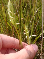 Spiranthes diluvialis