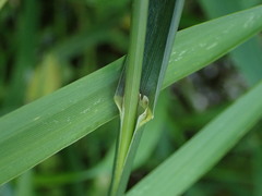 Glyceria maxima