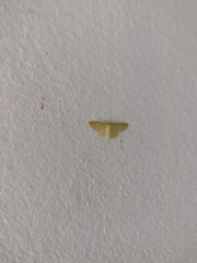 Nemoria lixaria