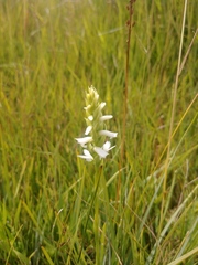 Spiranthes diluvialis