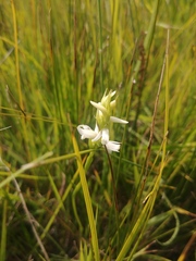 Spiranthes diluvialis