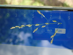 Glyceria maxima