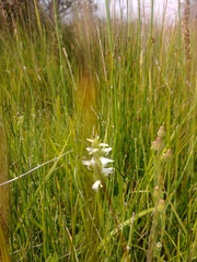 Spiranthes diluvialis