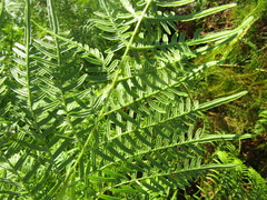 Pteridium caudatum