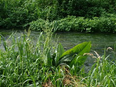 Rumex hydrolapathum
