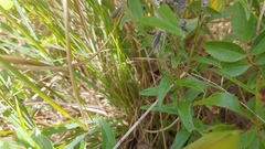 Lithospermum caroliniense croceum