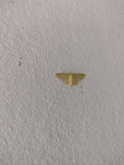 Nemoria lixaria