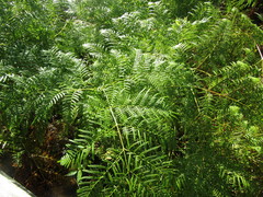 Pteridium caudatum