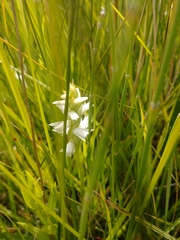 Spiranthes diluvialis