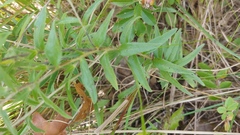 Lithospermum caroliniense croceum