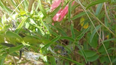 Lithospermum caroliniense croceum