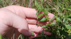 Lithospermum caroliniense croceum