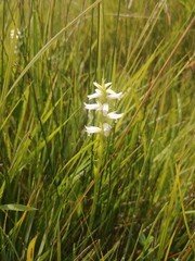 Spiranthes diluvialis