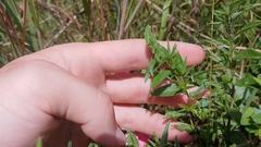 Lithospermum caroliniense croceum