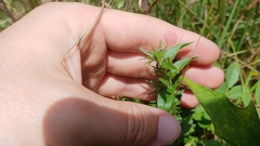 Lithospermum caroliniense croceum