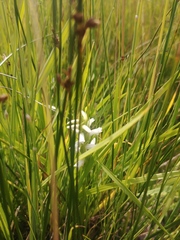 Spiranthes diluvialis