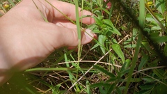 Lithospermum caroliniense croceum